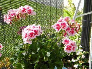 Pelargonia